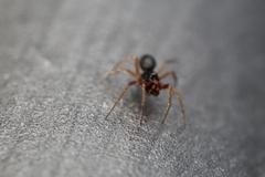 Linyphiidae