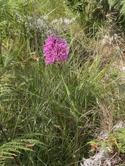Disa nervosa
