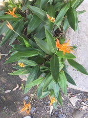 Heliconia psittacorum