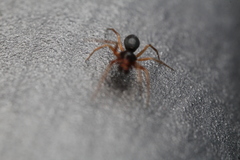 Linyphiidae