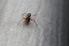 Linyphiidae