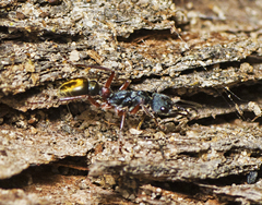 Myrmecia chrysogaster