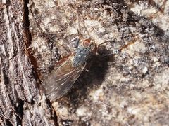 Lispocephala brachialis