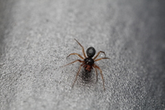 Linyphiidae
