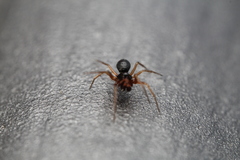 Linyphiidae