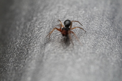 Linyphiidae