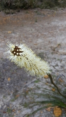 Xanthorrhoea gracilis