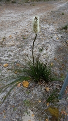 Xanthorrhoea gracilis