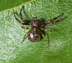 Xysticus bimaculatus
