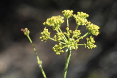 Lichtensteinia latifolia
