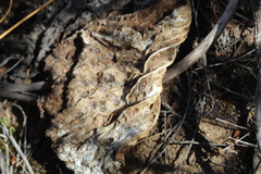 Lichtensteinia latifolia