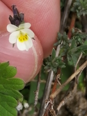 Viola kitaibeliana