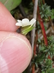Viola kitaibeliana