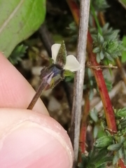 Viola kitaibeliana