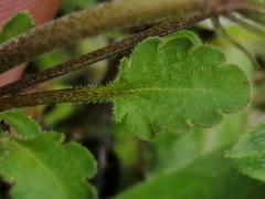 Viola kitaibeliana