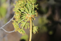 Lichtensteinia latifolia