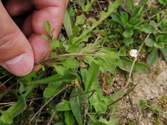 Viola kitaibeliana