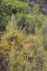 Lichtensteinia latifolia