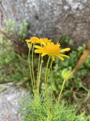 Euryops pedunculatus