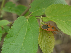Probergrothius scutellaris