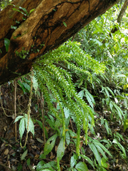 Phlegmariurus fordii