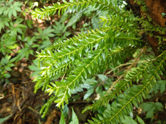 Phlegmariurus fordii