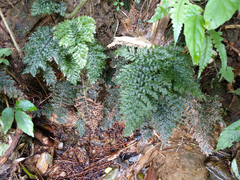 Trichomanes obscurum