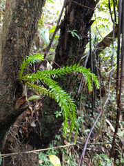 Phlegmariurus fordii