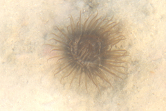 Ceriantheopsis americanus