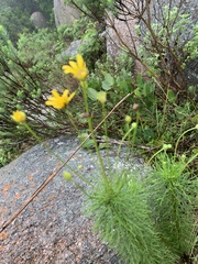 Euryops pedunculatus