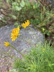 Euryops pedunculatus