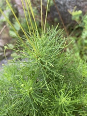 Euryops pedunculatus