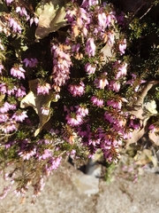 Erica carnea