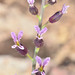 Streptanthus glandulosus glandulosus - Photo (c) Don Loarie,  זכויות יוצרים חלקיות (CC BY)