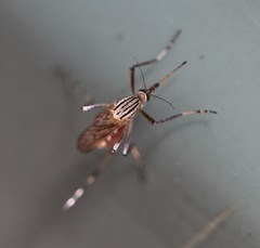 Aedes vittiger