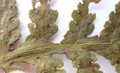 Blotiella glabra