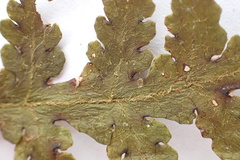Blotiella glabra