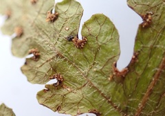 Blotiella glabra