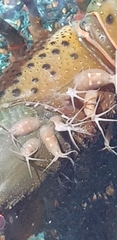 Temnosewellia
