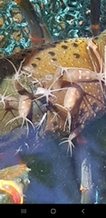Temnosewellia
