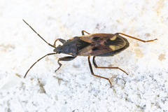 Eremocoris abietis