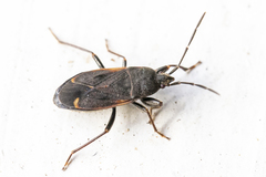Eremocoris plebejus