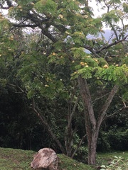 Pseudosamanea guachapele