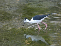 Himantopus mexicanus