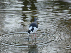 Himantopus mexicanus