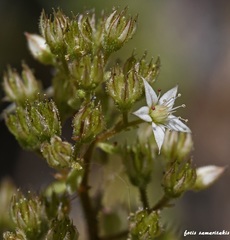 Sedum cepaea