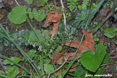 Sedum cepaea