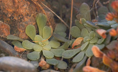Sedum creticum