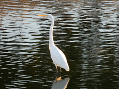 Ardea alba
