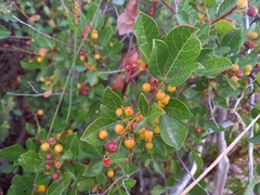 Searsia laevigata